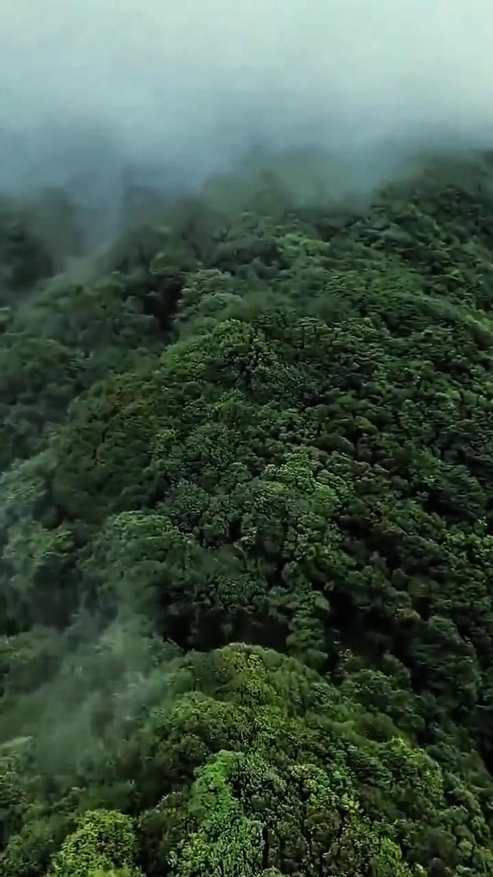 这是本地人都不敢轻易踏入的秘境。云南哀牢山堪称人类生命禁区，也是现实版云南虫谷。