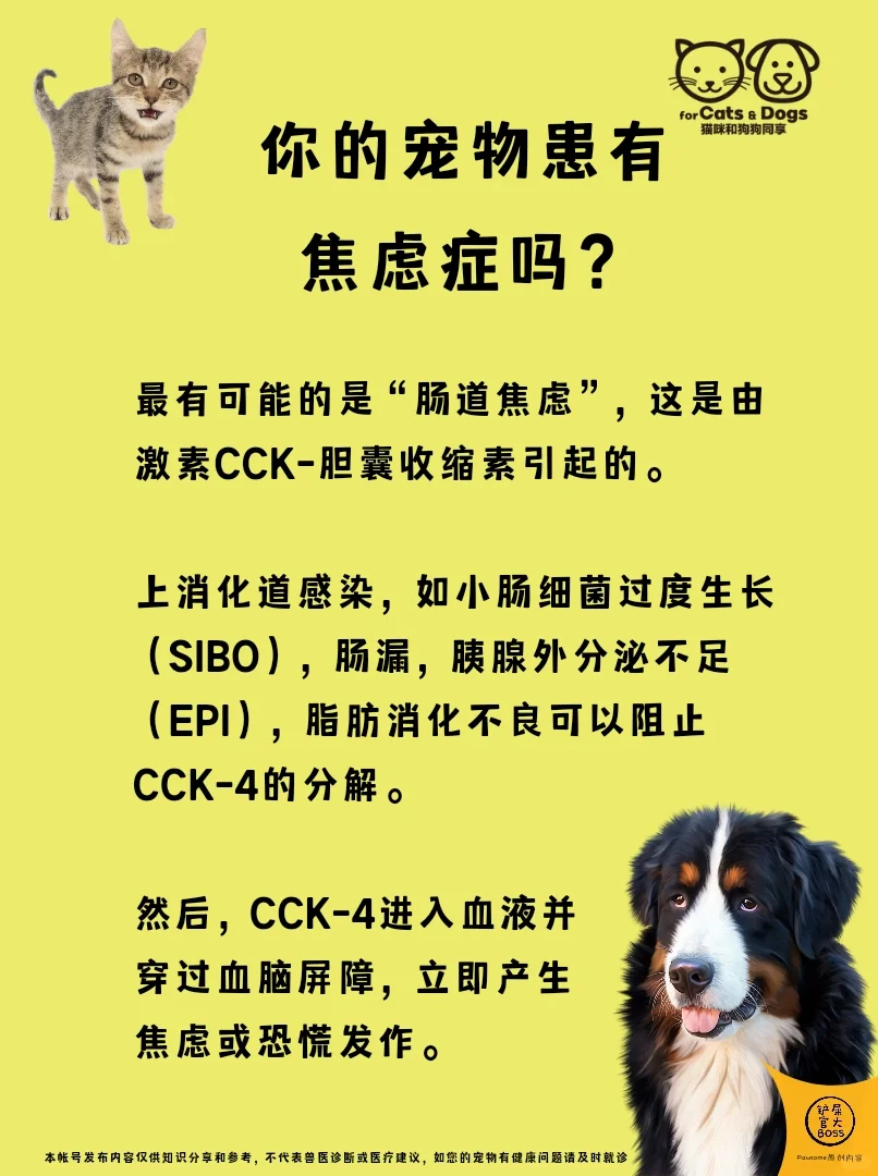 慢性消化问题和焦虑