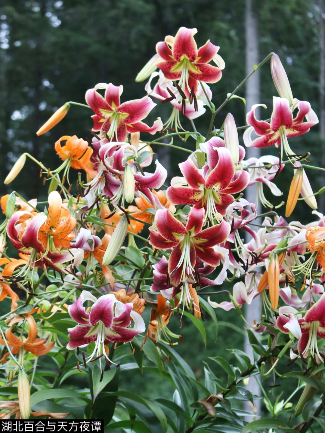 以后种这类型百合花的人会多一点么？