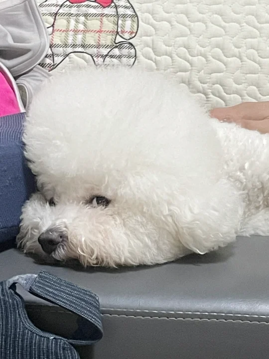 服了 谁家小斗这么爱生气啊