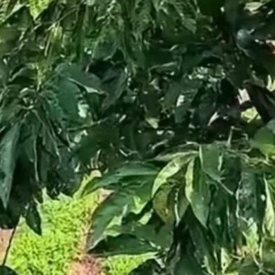 每日一善  每日一善 阳光信用 板栗 种植方法 1. 选地：南向缓坡（≤25°）