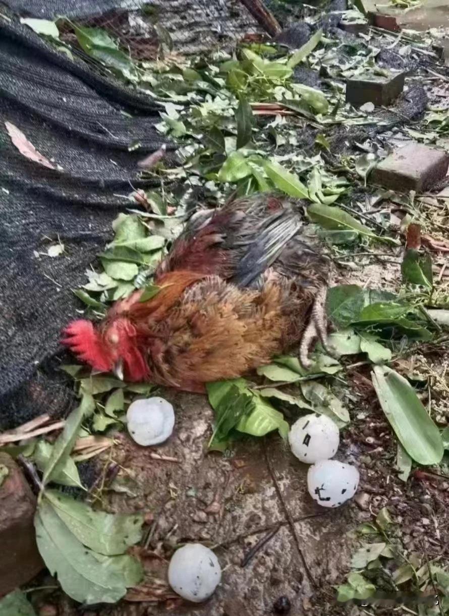 听说这是冰雹，太吓人了