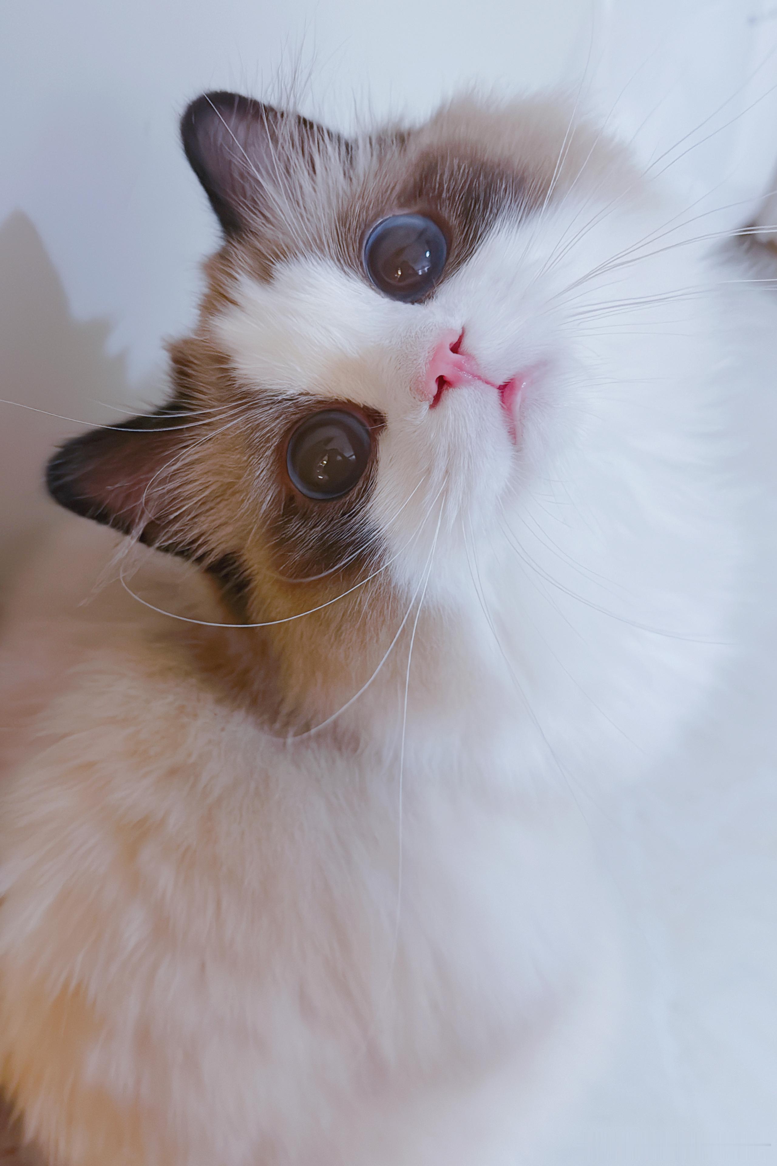 江湖人称猪漂亮 