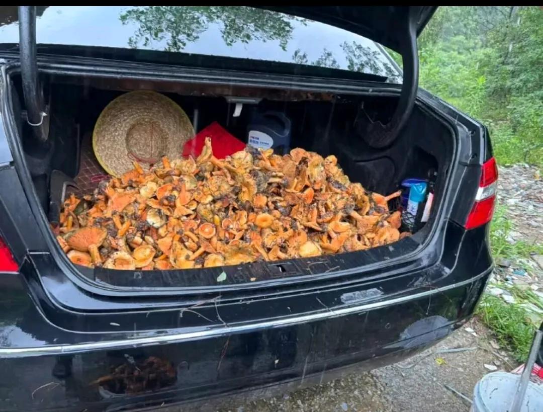 上山捡蘑菇不到半天就收获满满后备箱，这种菌汤非常香，煮上一碗面条，不摆了，香得回