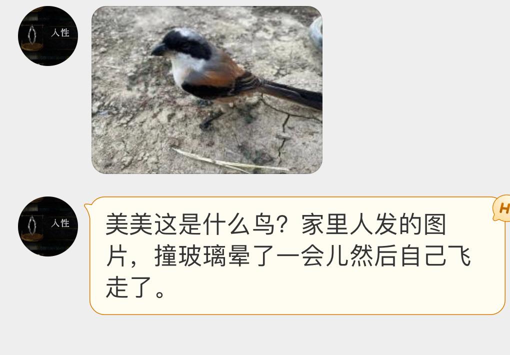 #鸟粉投稿# 撞玻璃的【棕背伯劳】个头不大但是个名副其实的杀手🙊经常把猎物串树