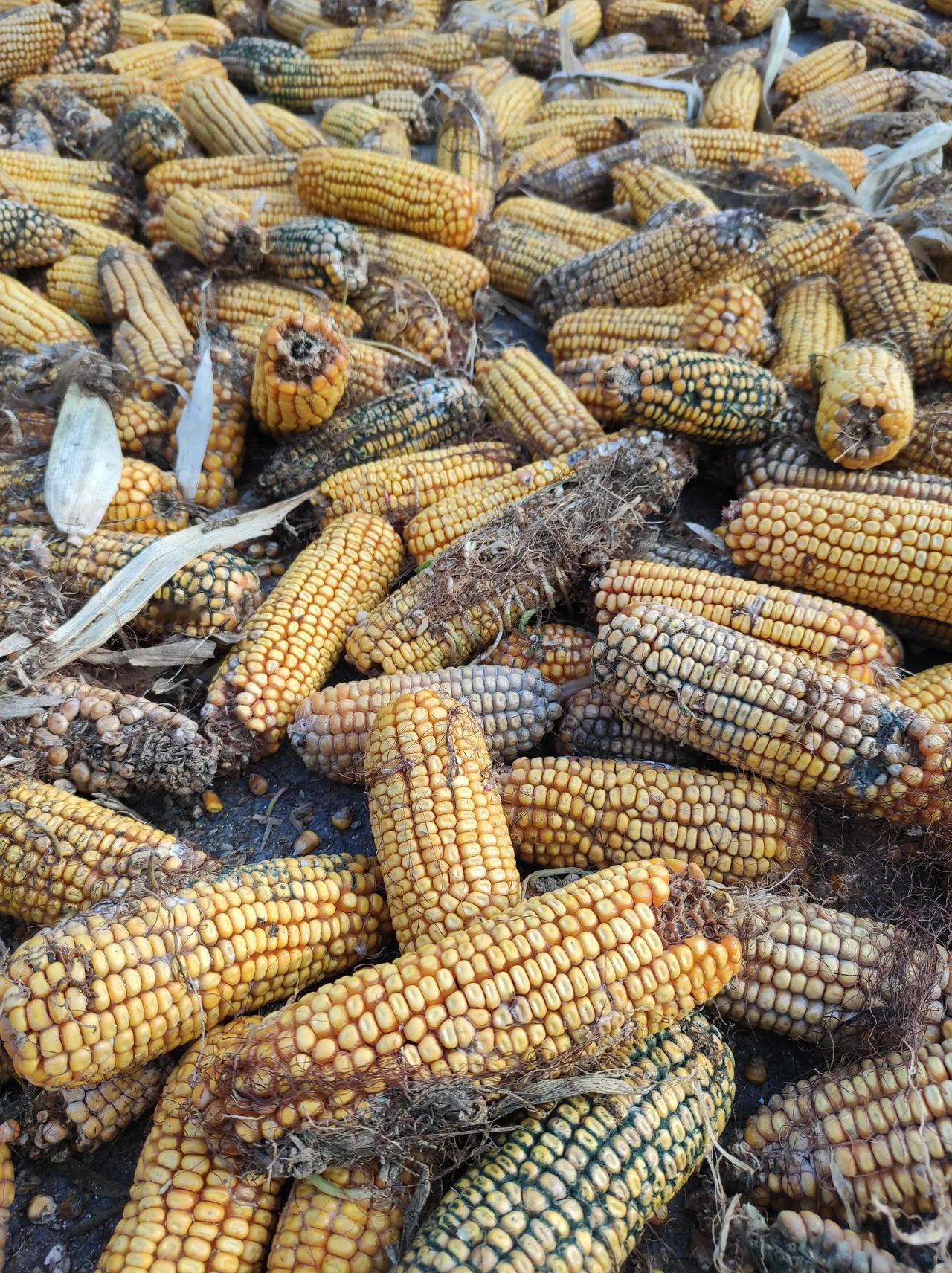 玉米已经收完，山东连续的下雨天，导致玉米发霉长芽，很严重。
种玉米的时候，一直干