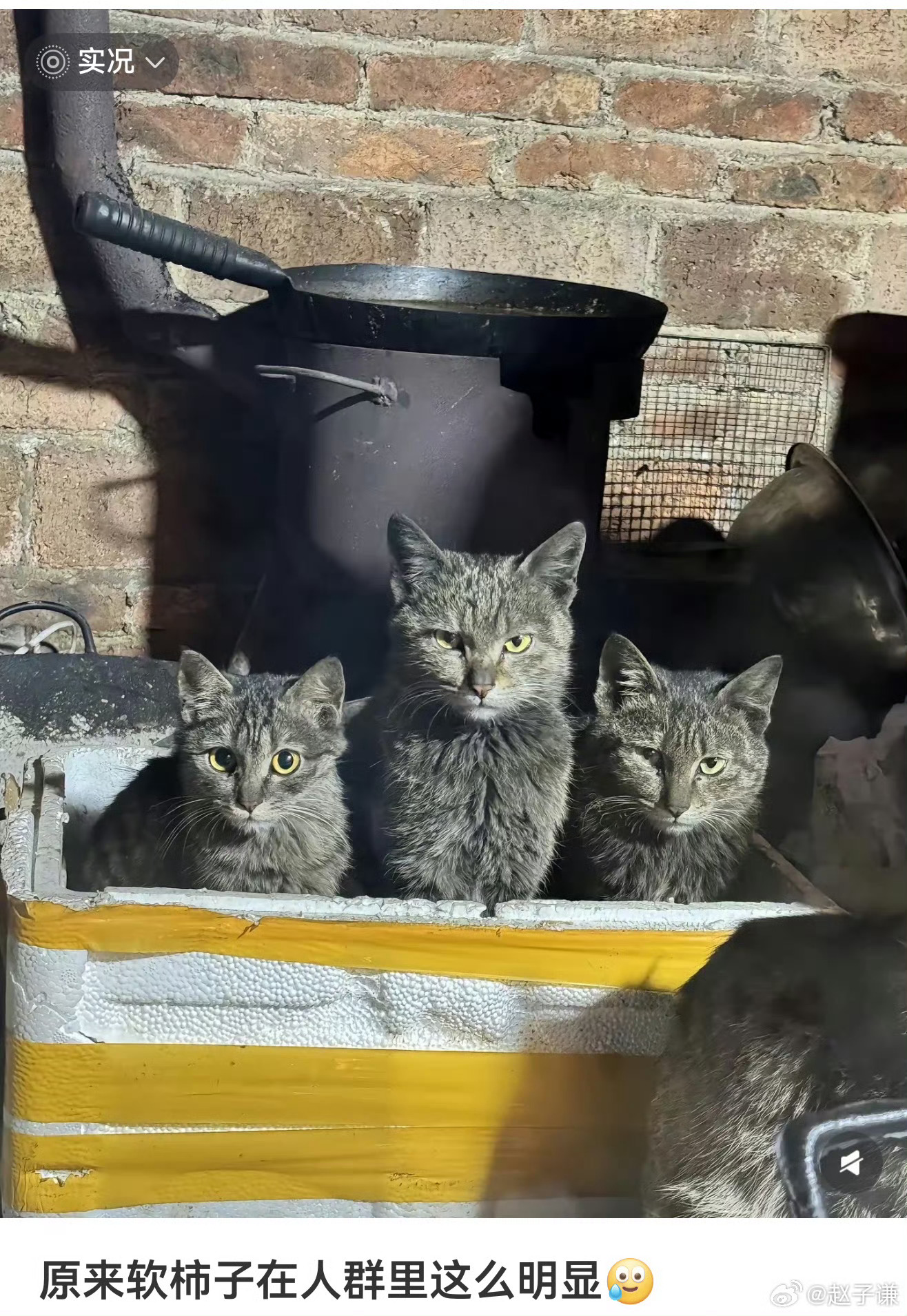 原来软柿子在人群里这么明显但其实左边那个瞪大眼睛直勾勾的盯着你才是准备来揍你了