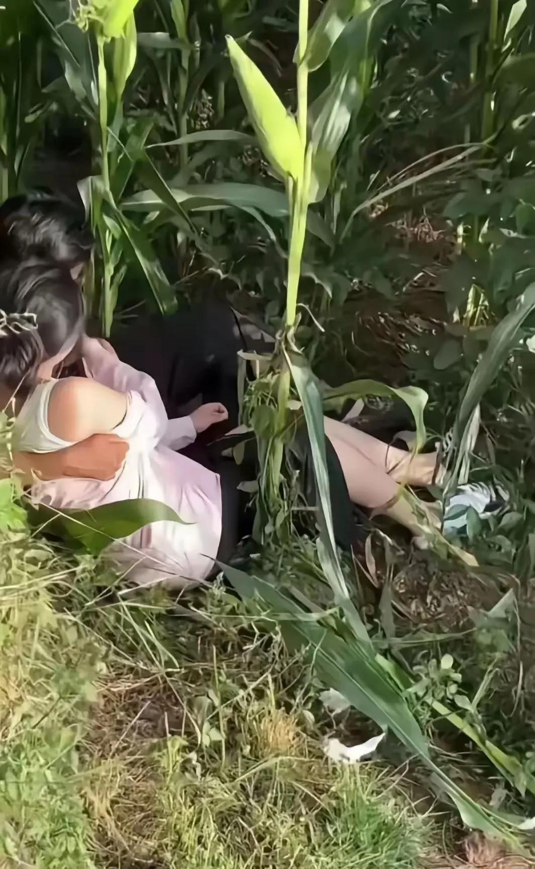 一对年轻人无意中闯入此地，乐而忘返，将我的玉米地当成了自己的游乐场。

他们似乎