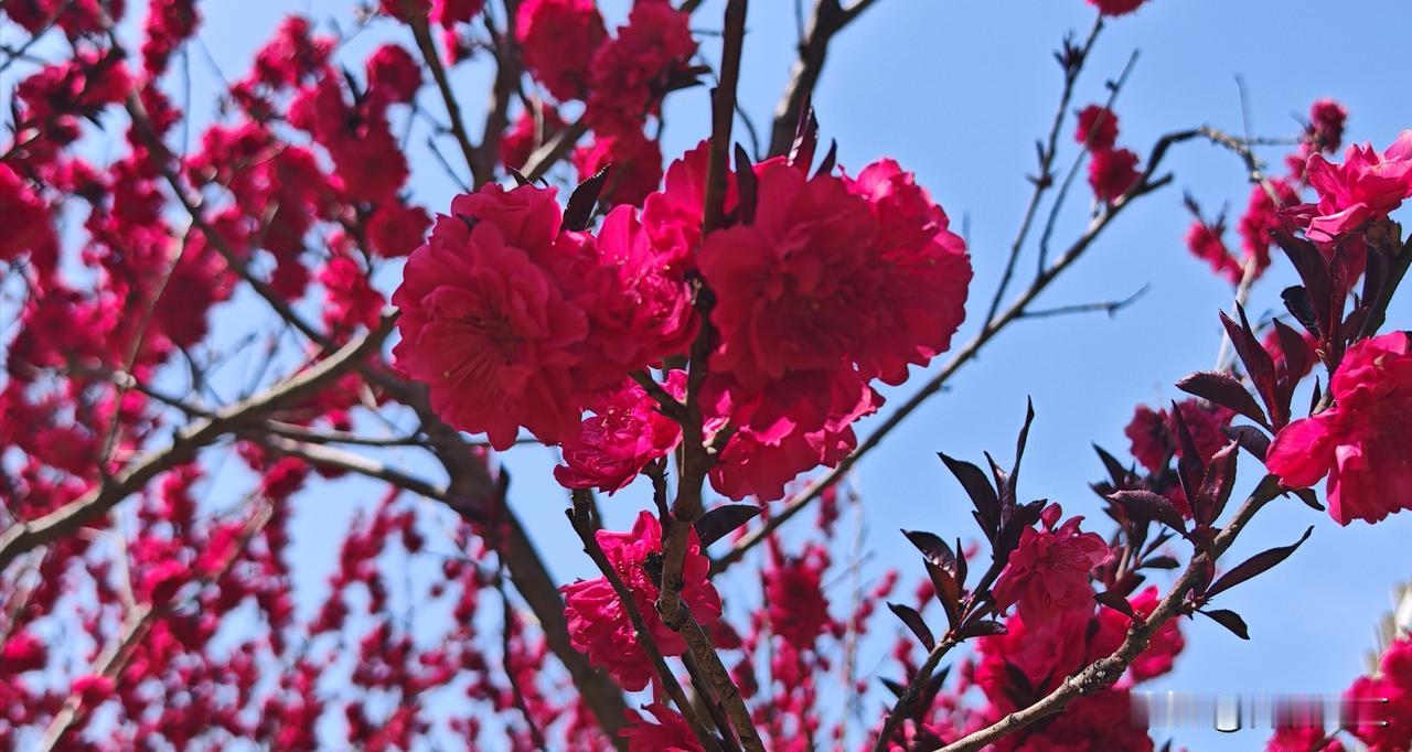 红花碧桃伴春来  姹紫嫣红笑颜开