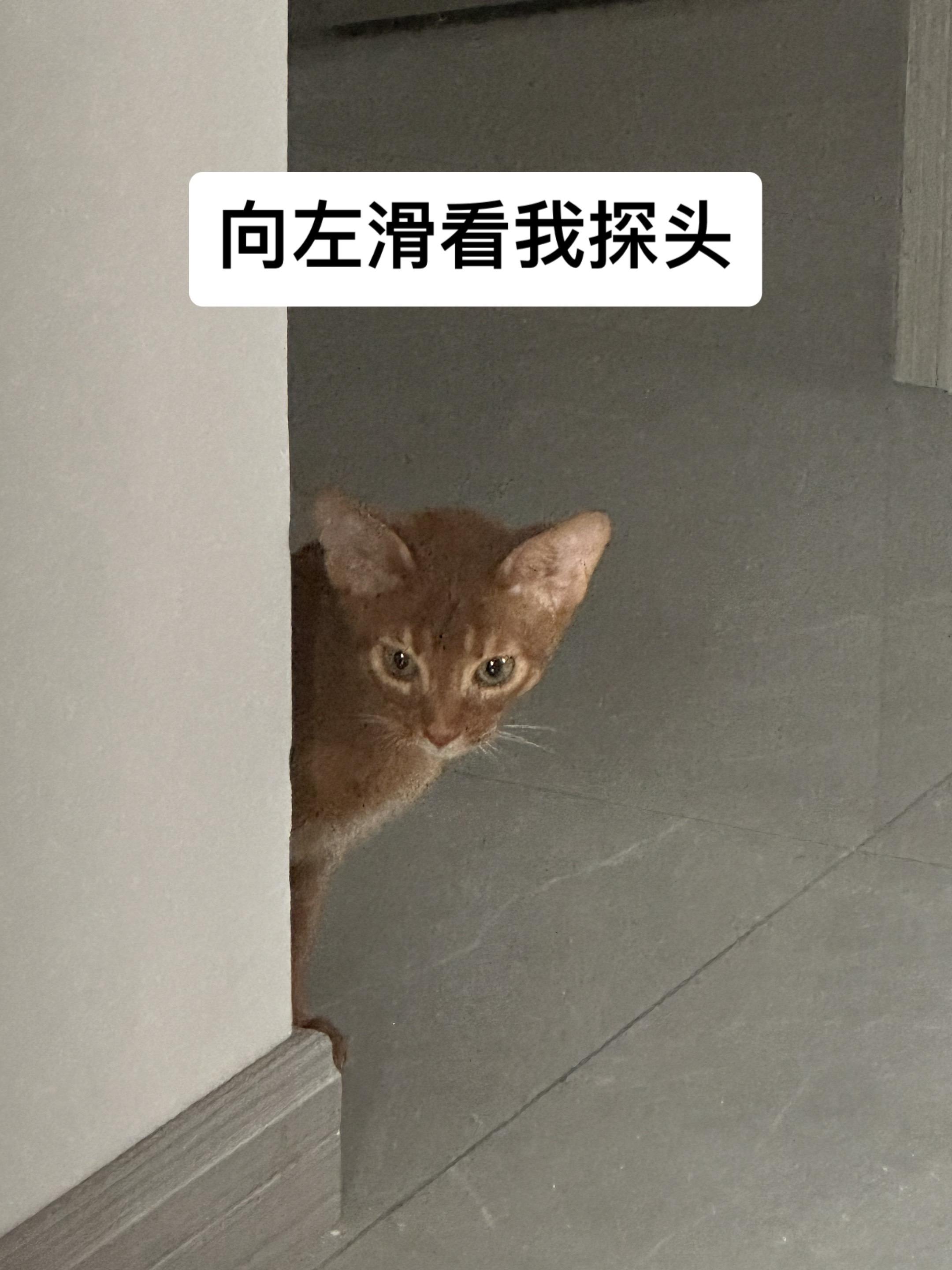 萌死了