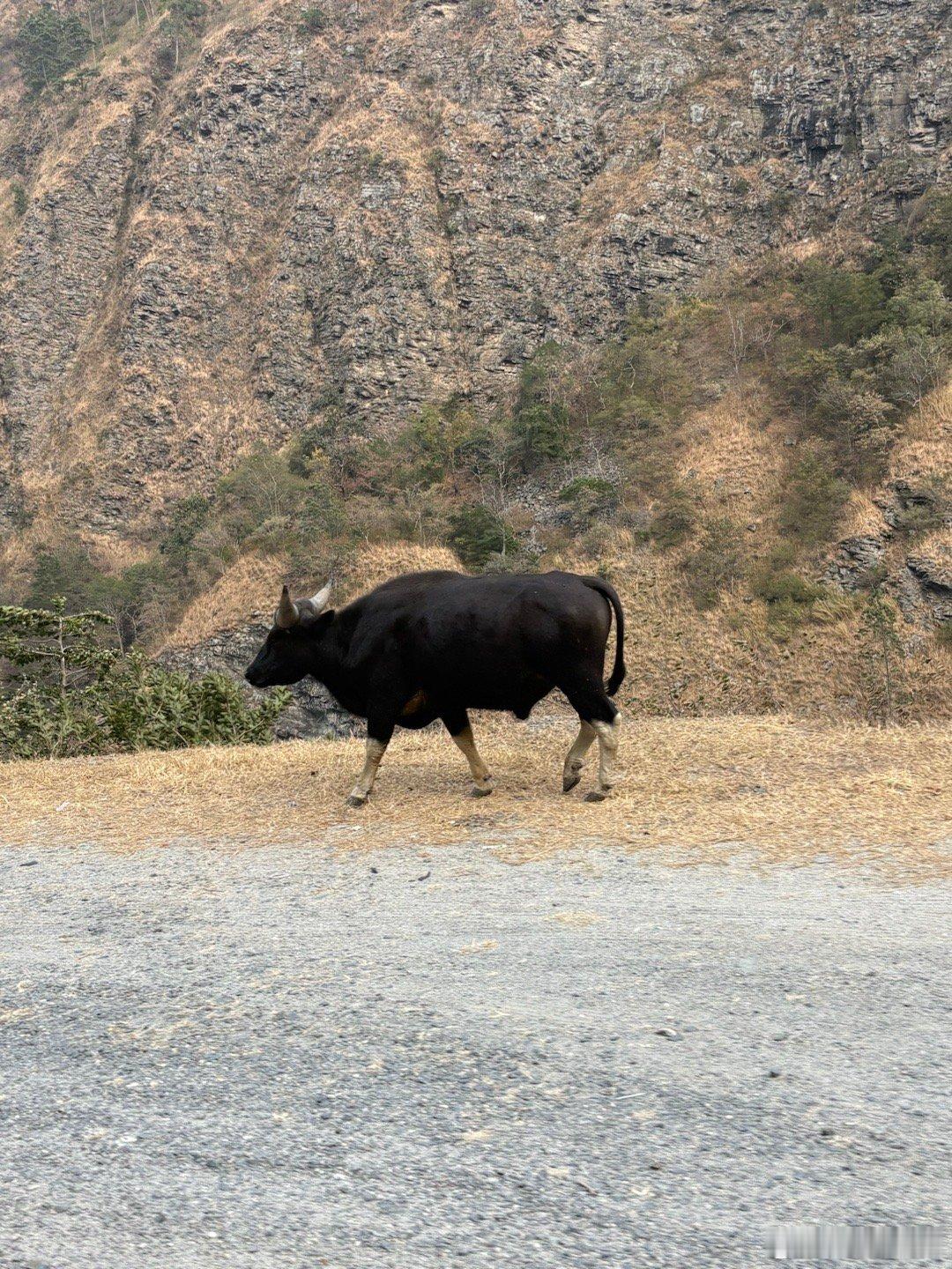 高卧白云山下，明月清风无价。壶中玄奥，静里乾坤大。夕阳看落霞，树头数晚鸦，花阴柳