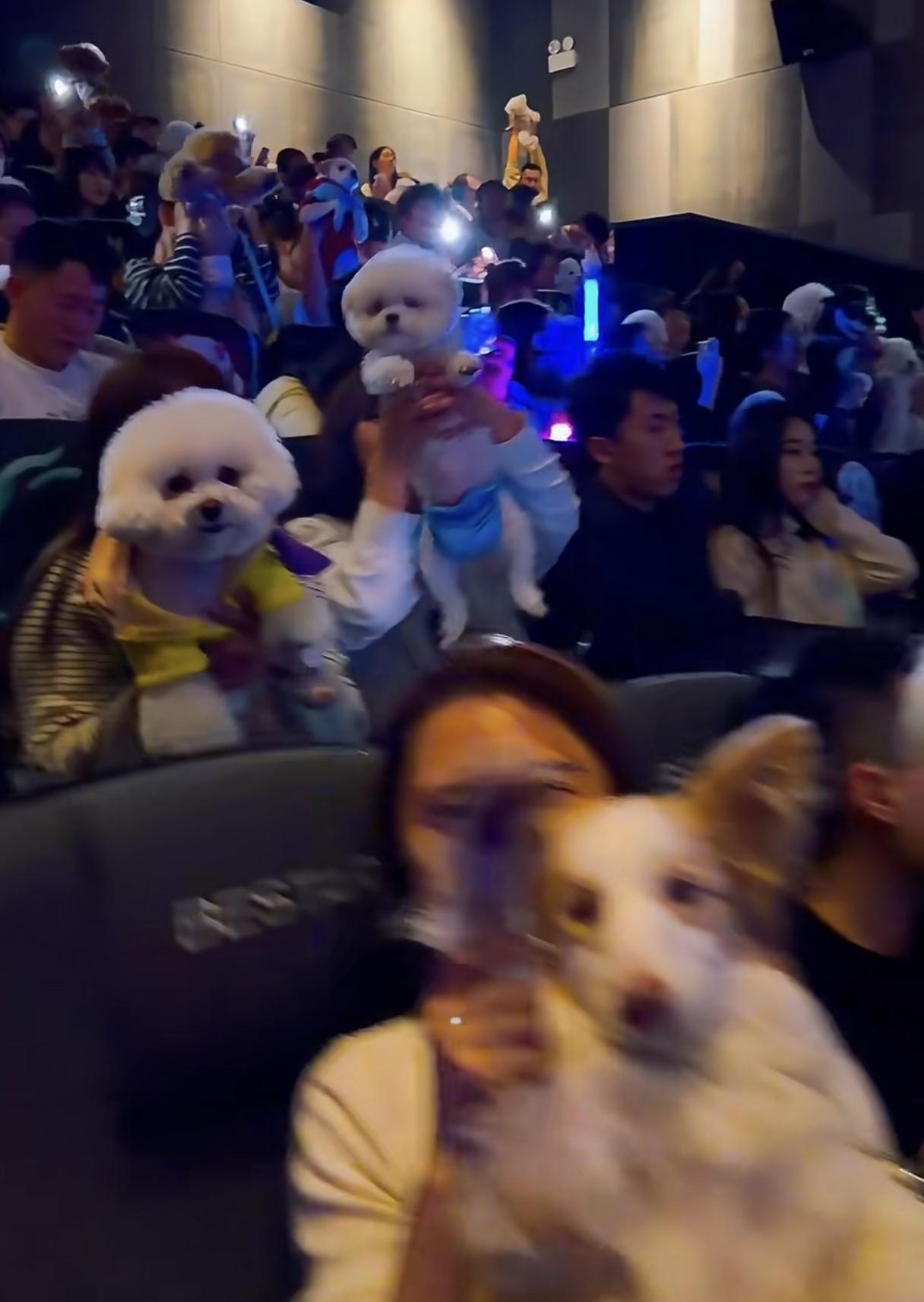 给宠物狗过生日能理解、给宠物狗办婚礼也说得通，唯独一群人带着宠物狗看电影想不明白