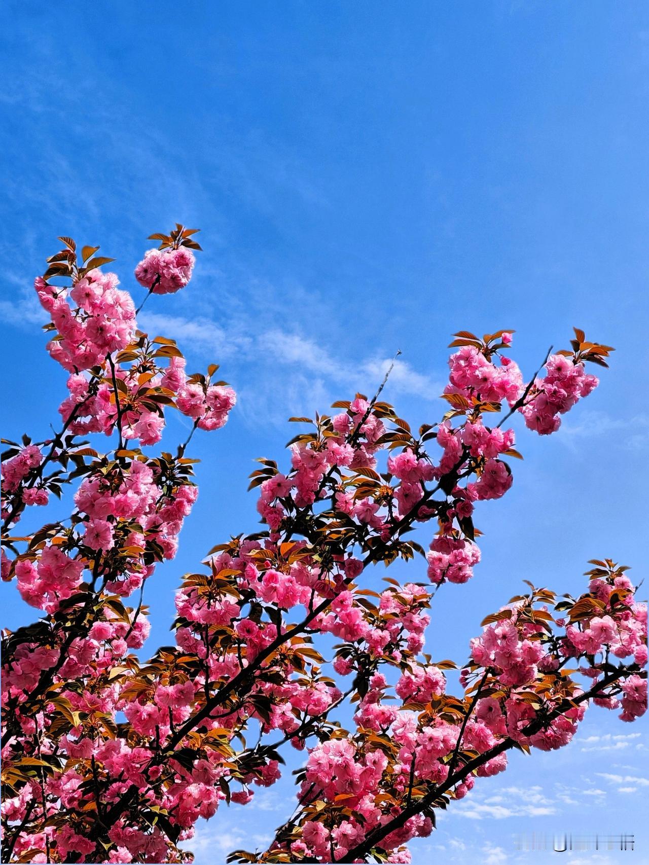 春日盛开，粉嫩樱花与蓝天相映成趣，美不胜收！🌸🌿