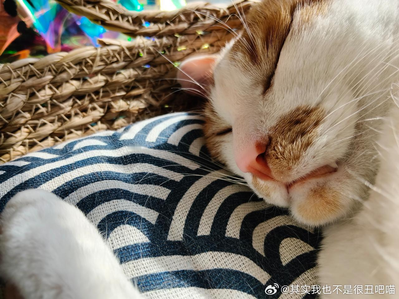 49326【丑猫】猫界朱元璋 