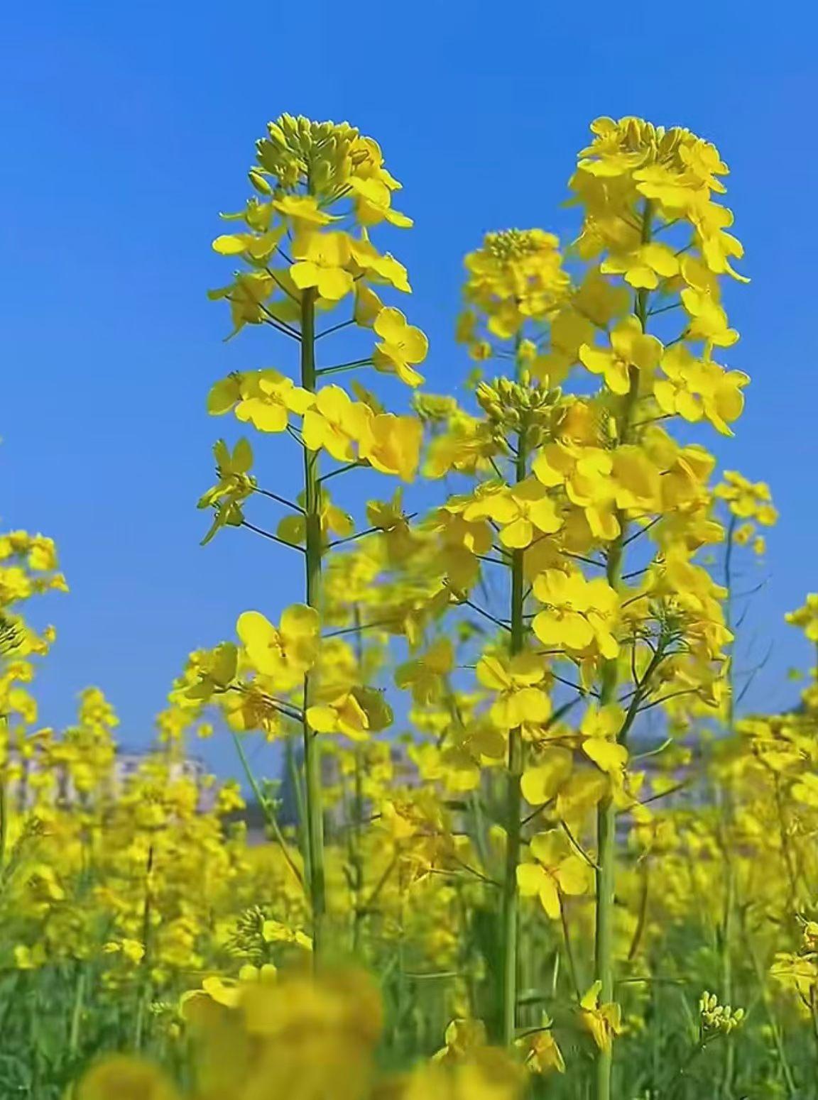 有没有好看的风景图片分享在希望的田野上，黄土高原我热恋的故乡[送自己一朵花][送