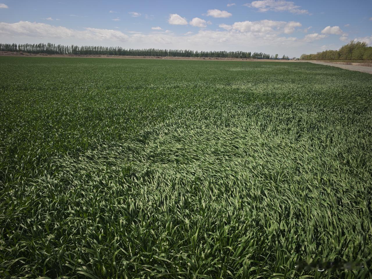 今年春天最想实现的心愿 今年春天，我最想实现的心愿就是看到小麦拔节抽穗。小时候在