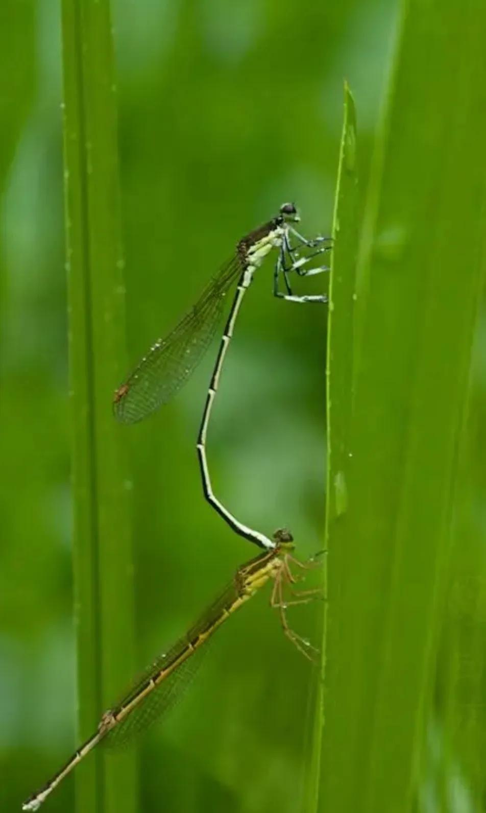 △△新秋观感△△
☂☀️🌾🍃🍇🎉
秋风细细惠，热度很暧昧。
金色不愿染，