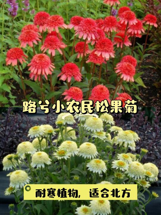🌼法式浪漫松果菊，耐寒草舞裙🌿