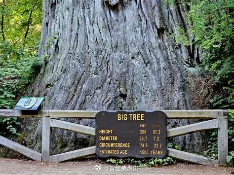 红杉国家公园与州立公园（Redwood National and State P
