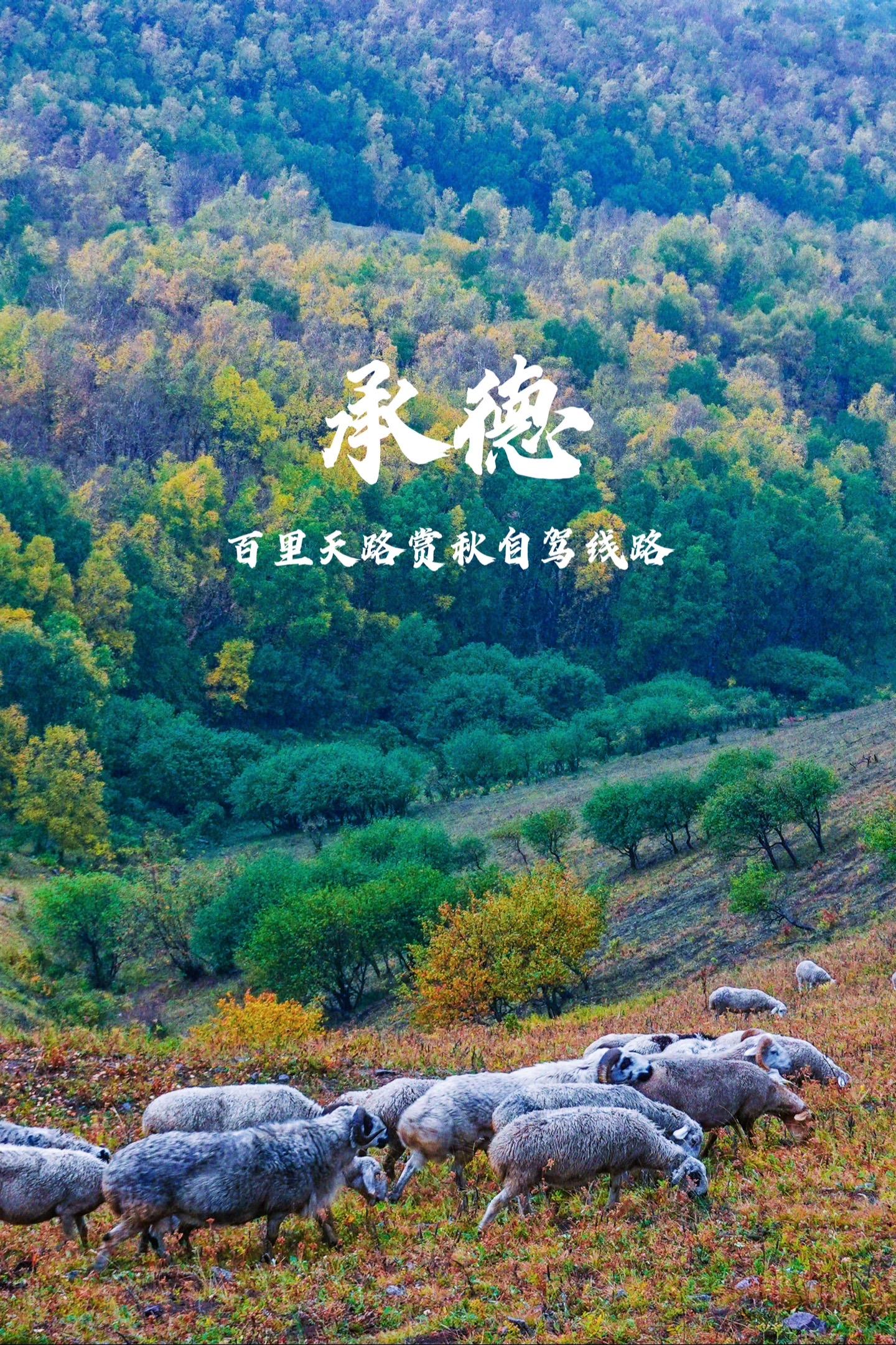北京周边，承德百里天路的秋天也太美了！北京的秋天，我想没有人会拒绝去一...