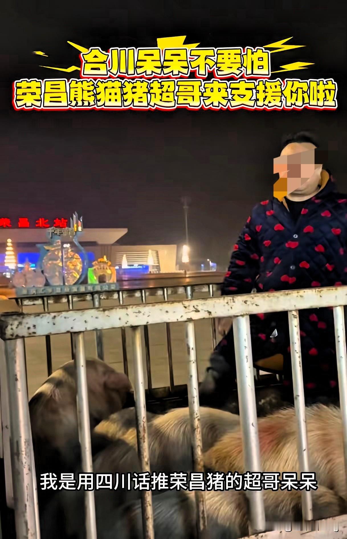 谁能想到，合川呆呆一句“帮爸妈按年猪”的求助，硬是办成了2026开年最火的全民狂