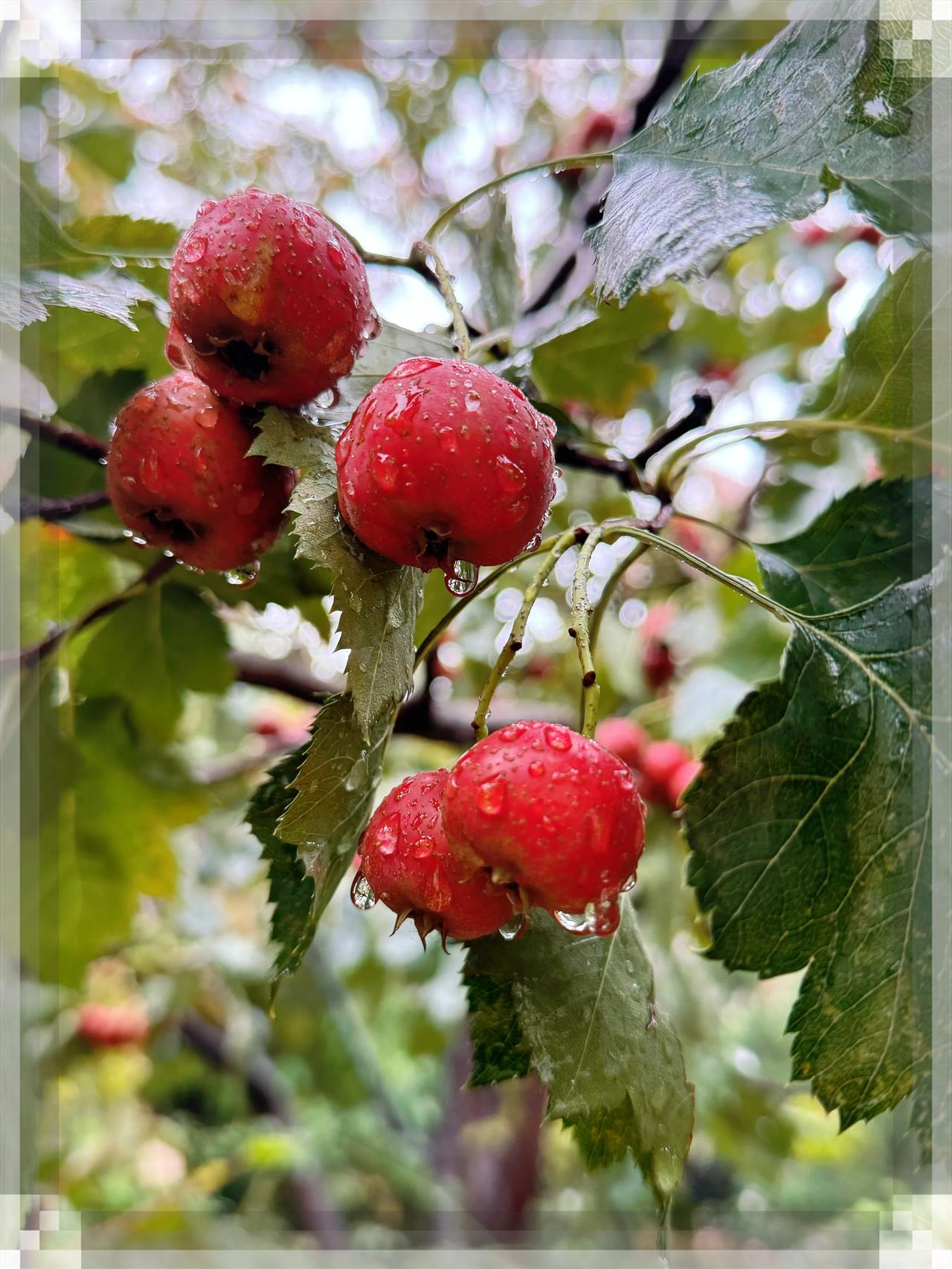 雨中小院景🌧️