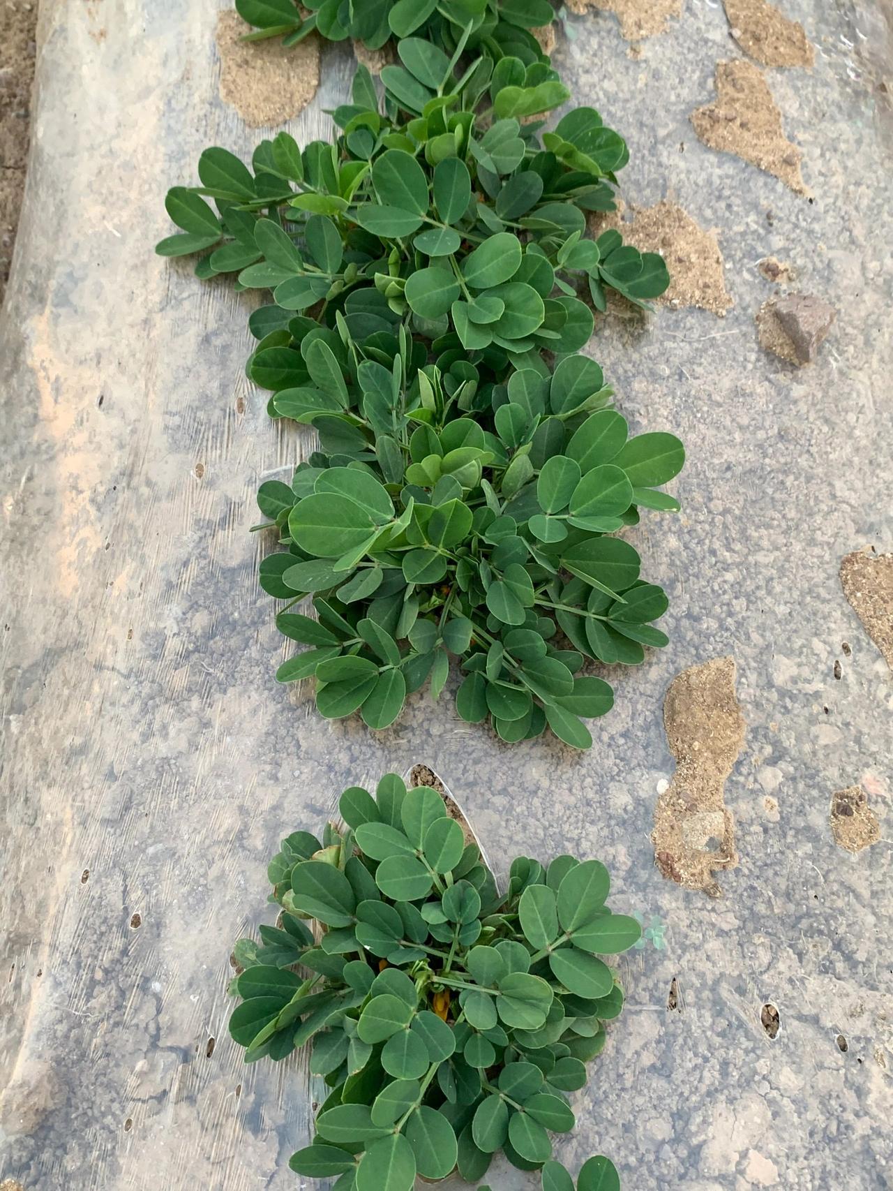 有认识这是啥的嘛！