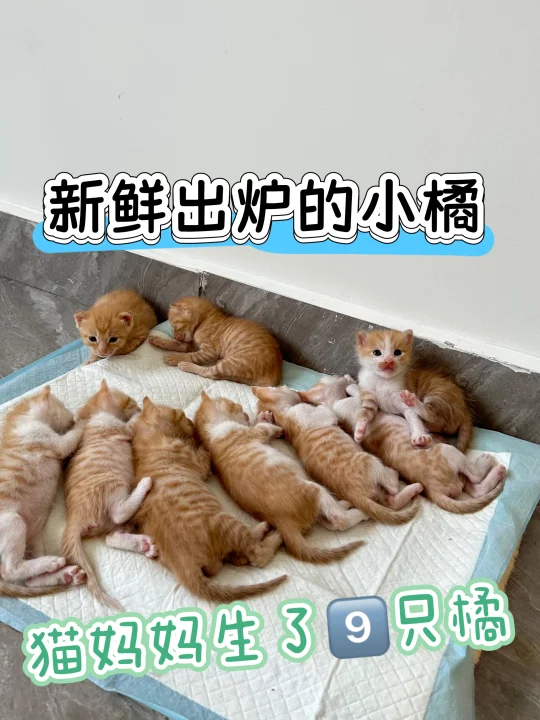不是救助基地 我却养了79只猫