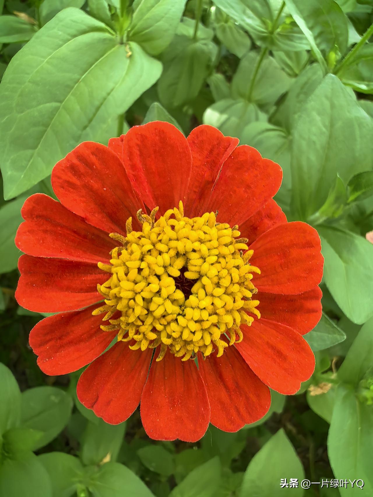 分享一张绚烂绽放的花五颜六色的太阳菊热热闹闹开满一地，红的热烈、黄的明媚、粉的温
