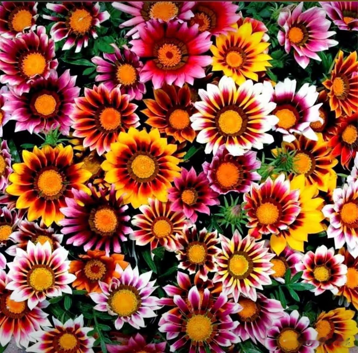 人生的快乐在于走自己的路，看自己的风景。心若阳光，生活自会斑斓，人若简单，人生便