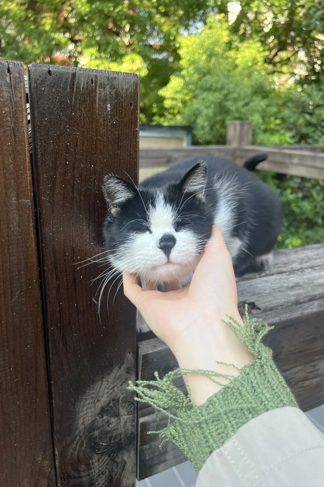 小奶希望你的十一月飞奔🐾