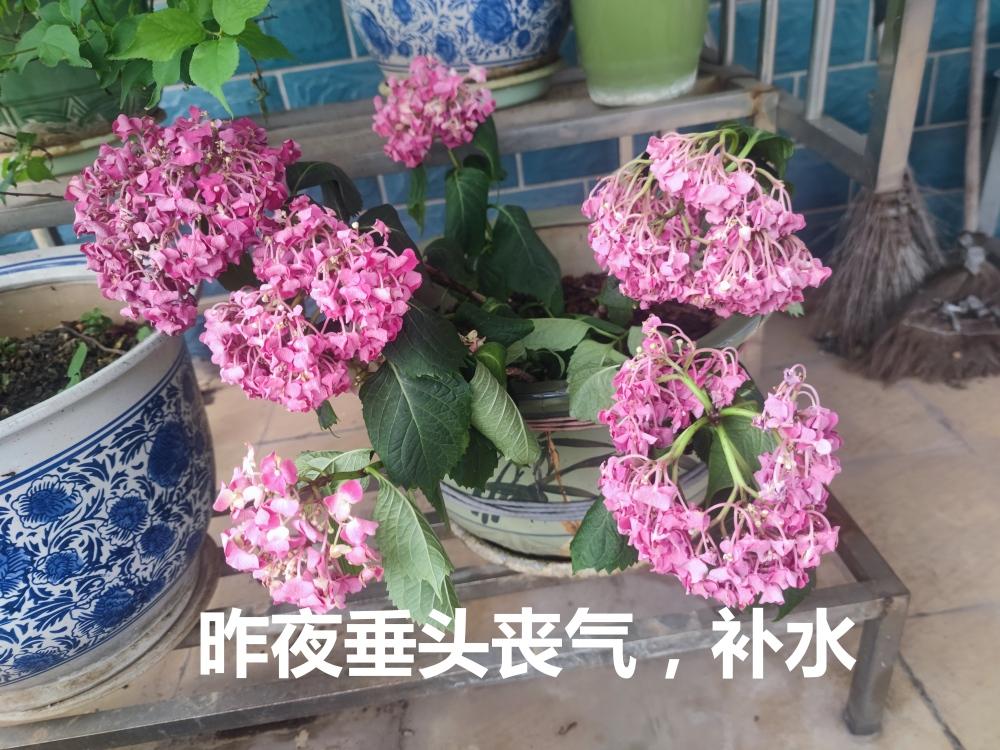 《绣球花，秀个球》
阳台有花花千朵，
昨夜缺水水管够；
垂头丧气气息忧，
今晨扬