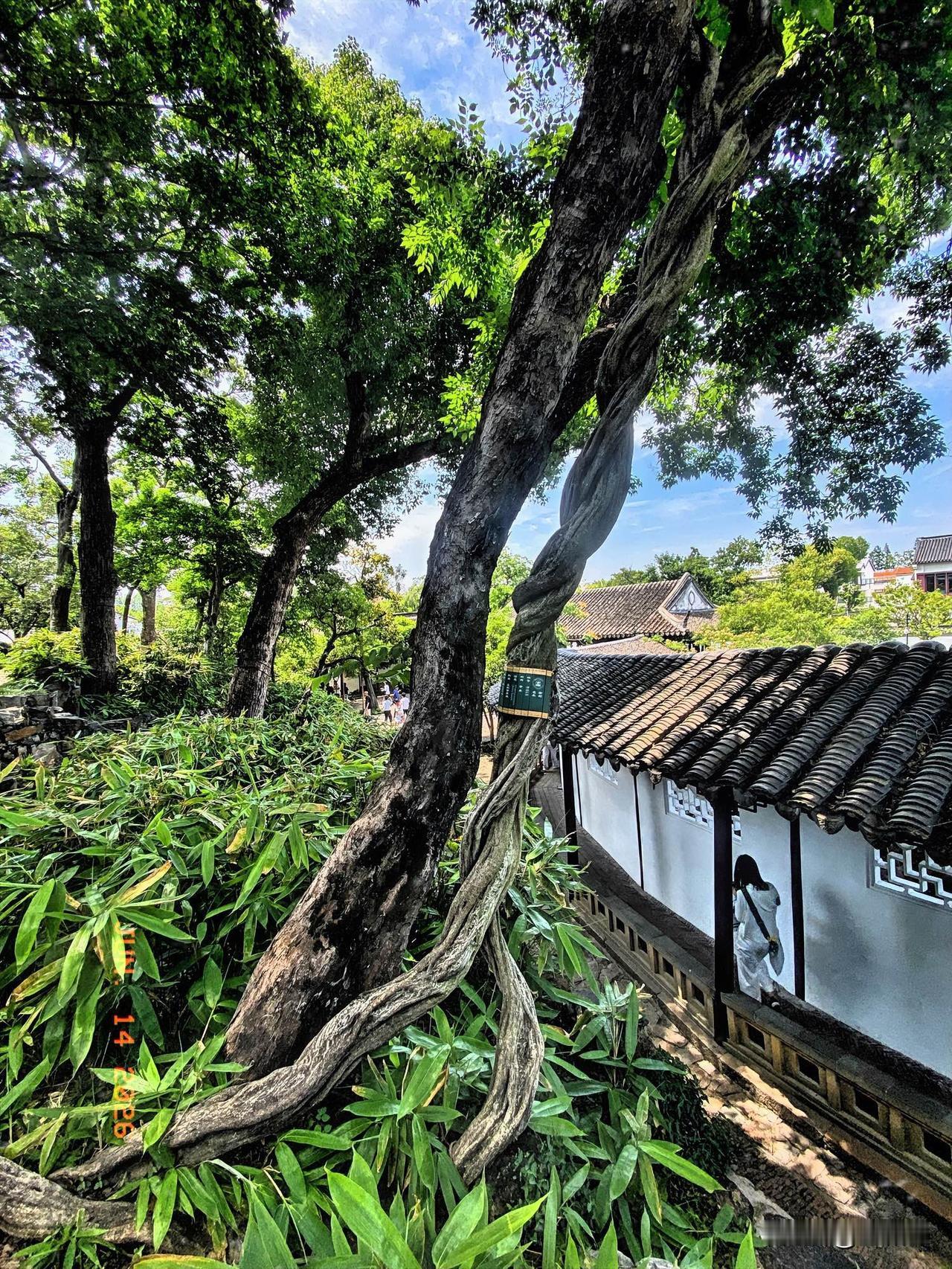 去沧浪亭游玩，在亭子北面竟邂逅了一棵有280年历史的紫藤树。想象着它历经了多少个