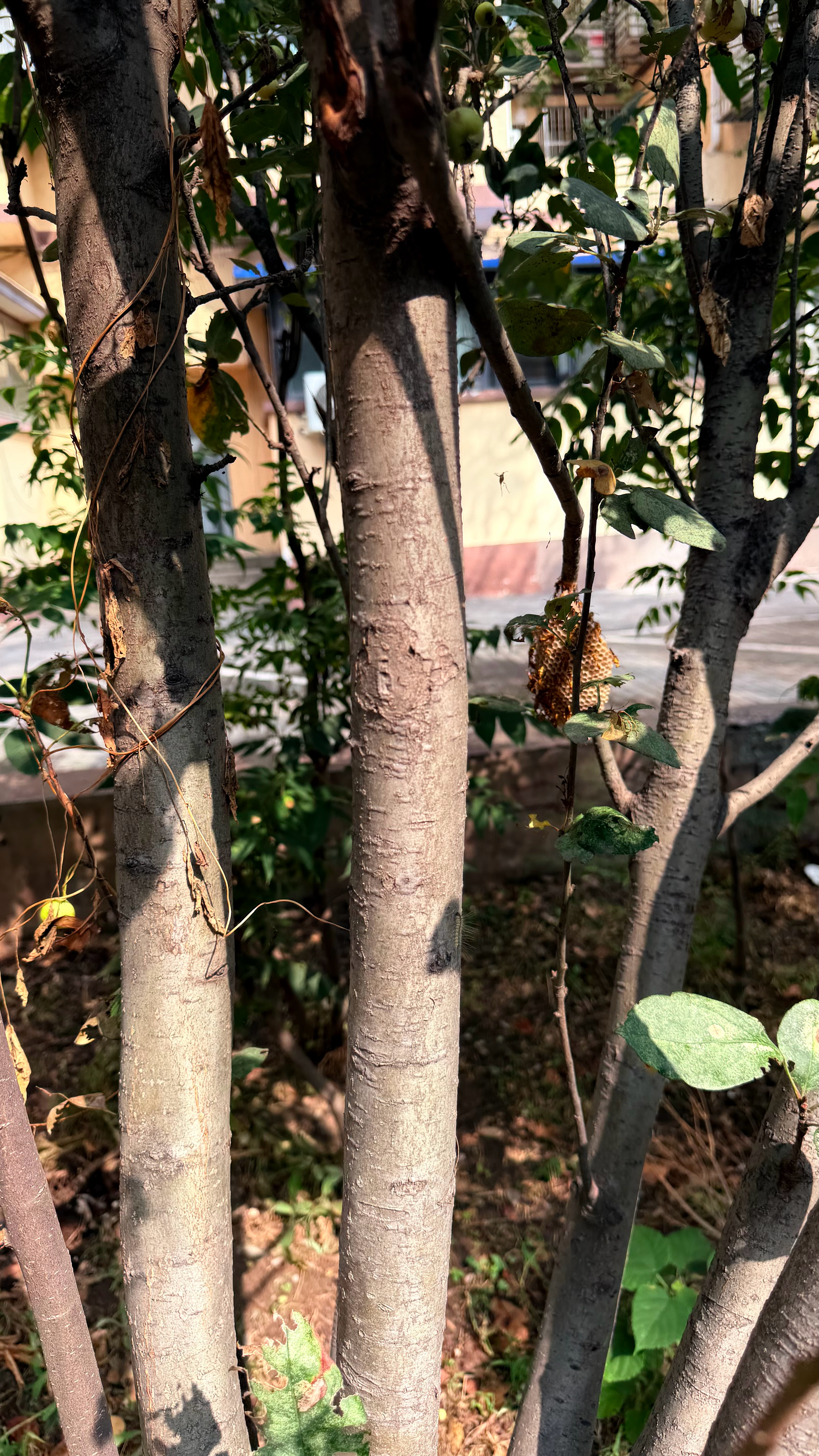 为啥北京最近好多毛毛虫所谓七步之内必有解药[笑cry] 我们小区都有长脚胡蜂筑巢