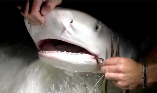 1996年，一名美国女潜水员在海里游泳时，遇到了一条嘴里含着挂钩的鲨鱼，好心的女