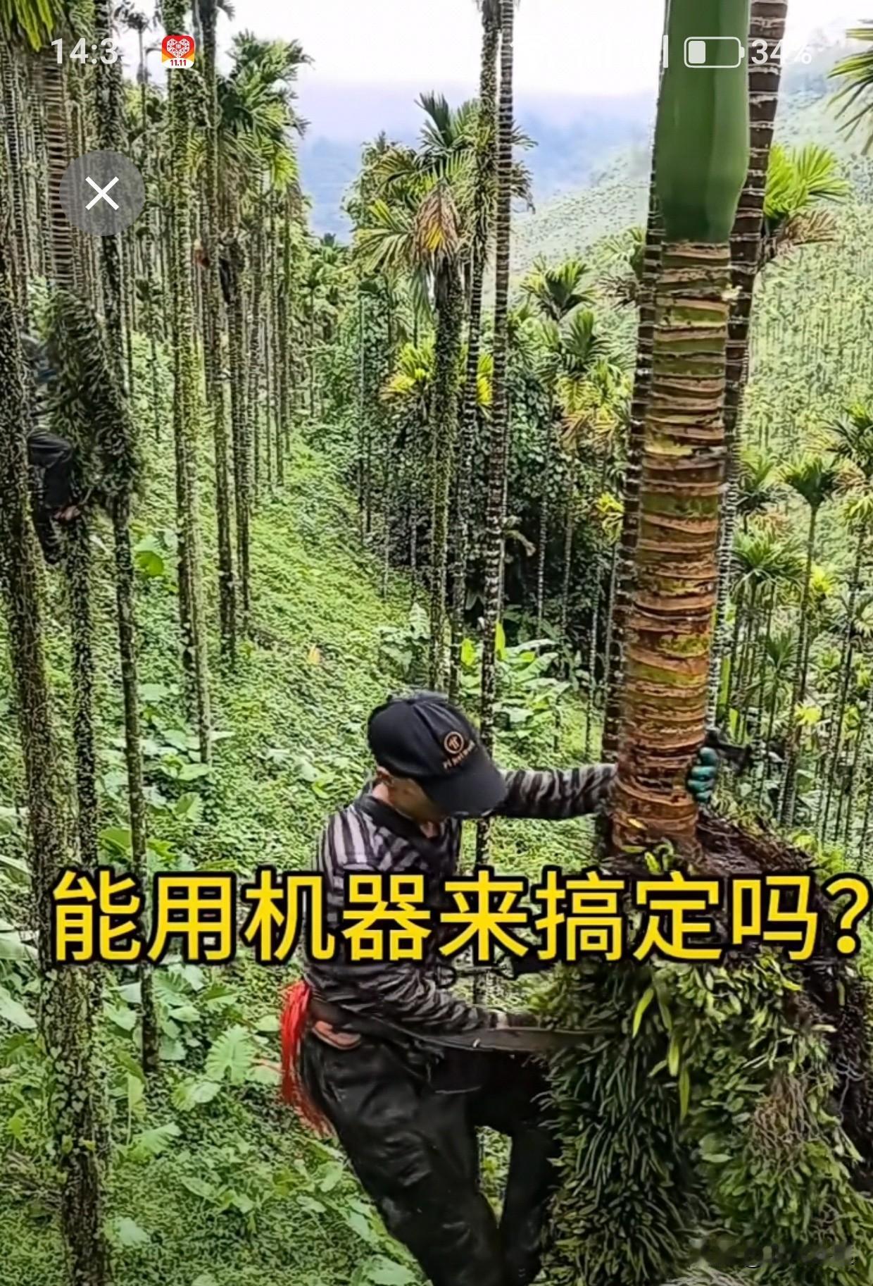 网上还是能长见识！
如果我不说，估计没多少人知道这是槟榔树吧！
槟榔大家都知道，