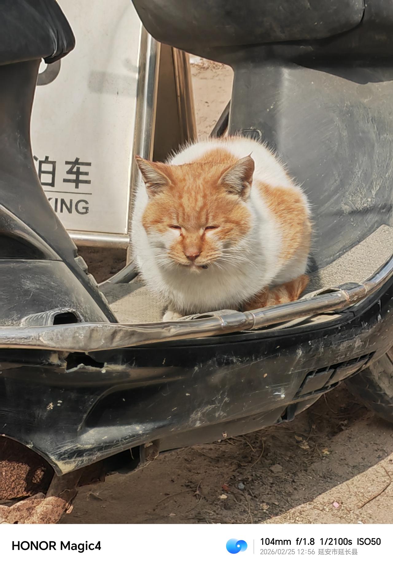 我是一只流浪猫，舍弃了屋檐下的安稳，换来了旷野里的纵横。九天长假，是考验的勋章；