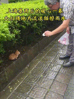 刚刷到这段视频，看完心里暖乎乎的。
上海暴雨刚停，大叔蹲在路边，拿着纸巾一点点给