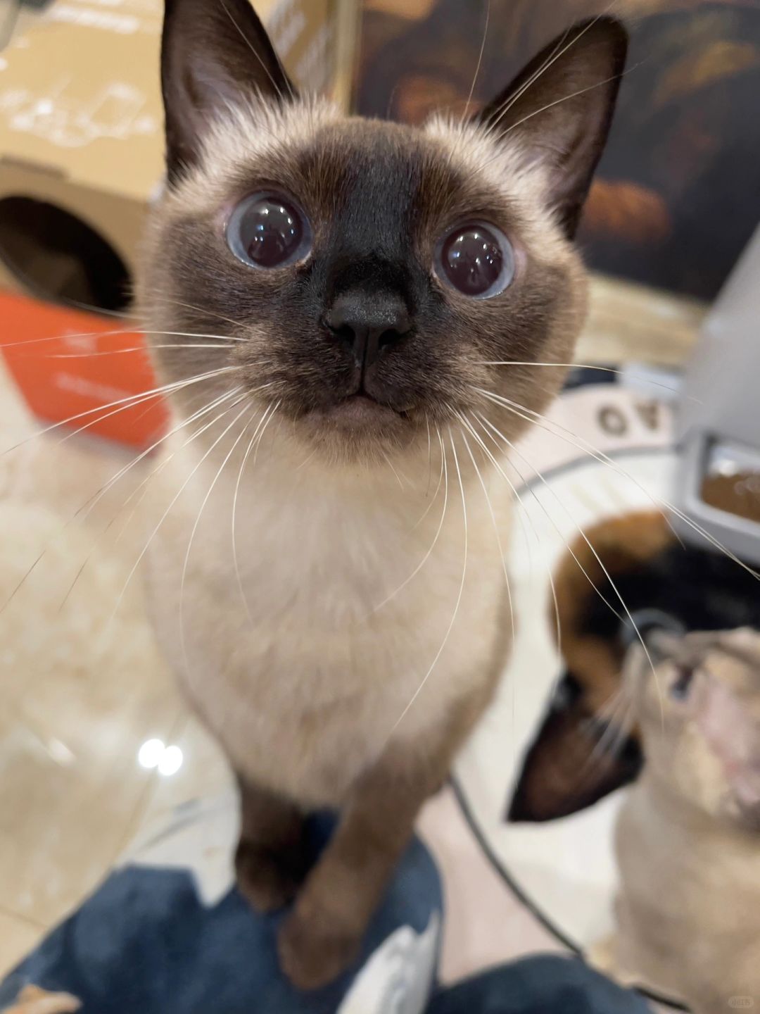 🐱：“妈 要抱抱！”