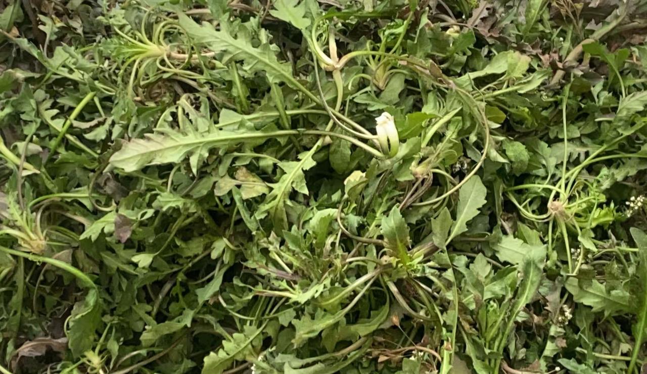 铁铲切入土层发出"嚓"的轻响，完整的根系带着潮湿的土粒被轻轻提起。这让我想起祖母