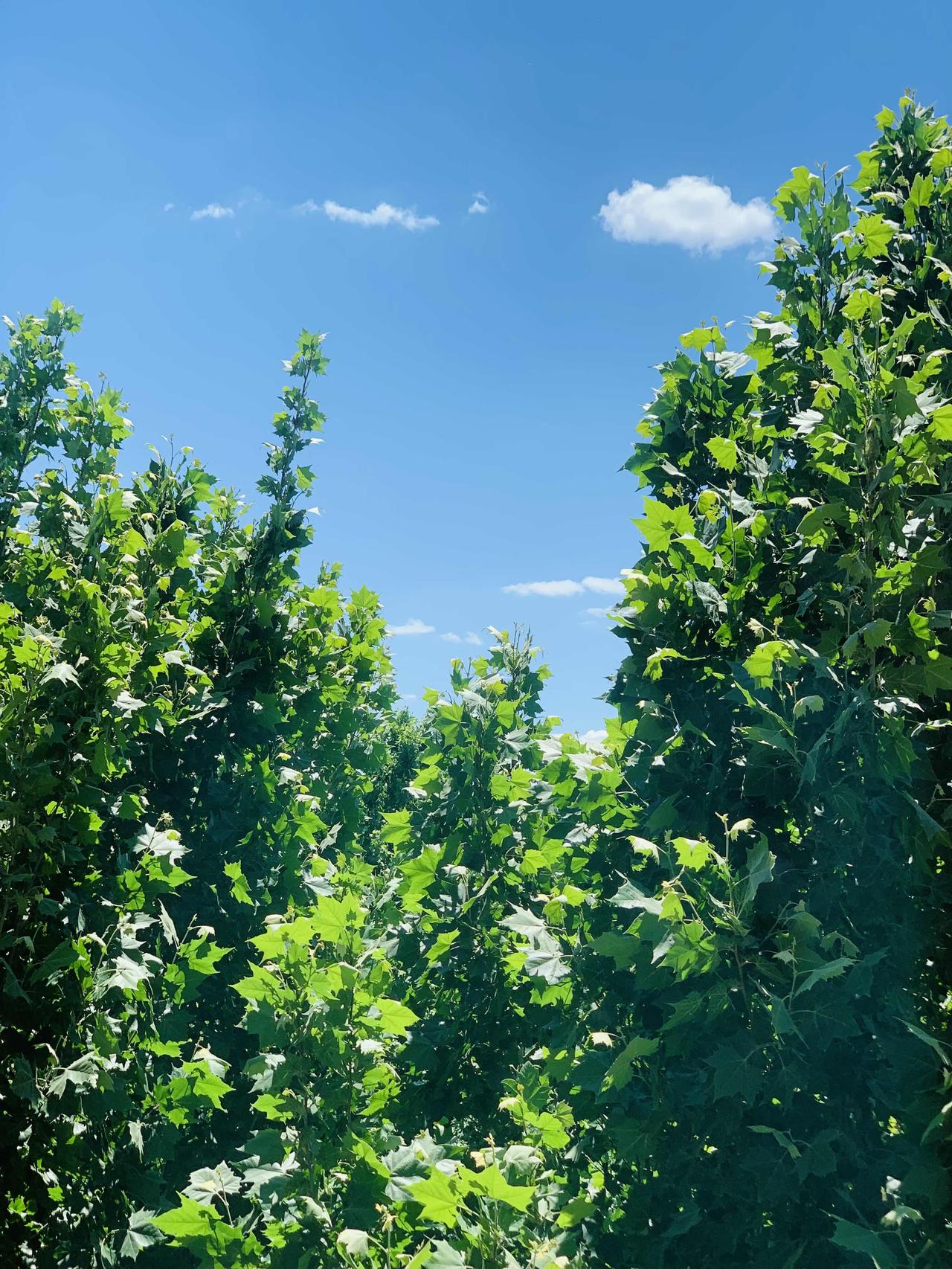 随手拍下初夏美景这张照片是在室内拍摄的，隔窗望去绿油油的梧桐树在夏风中摇曳，如同