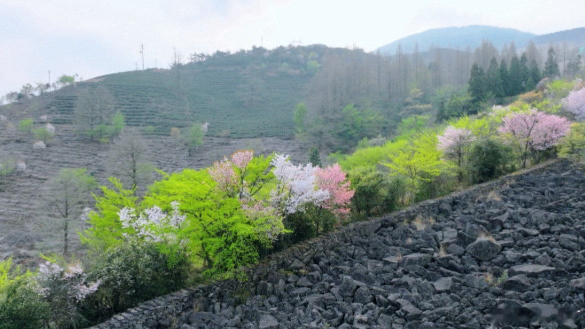 这个五一在台州苍山顶上开启撒欢模式五月天台苍山风光如画，高山草甸云海风车，五一治