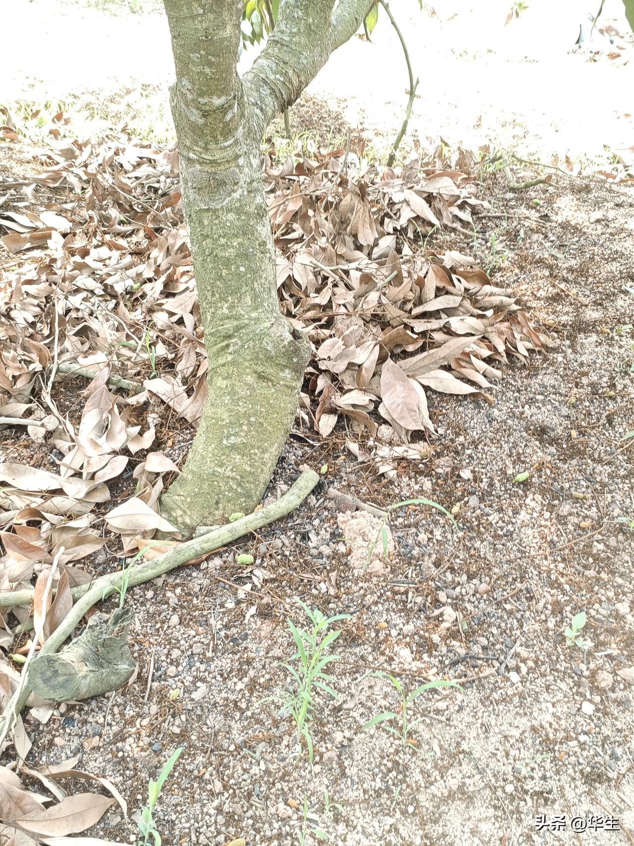 荔枝园土肥管理：别丢了天然“金肥”

清明前后，看见不少荔枝园主会把树下落穗、花