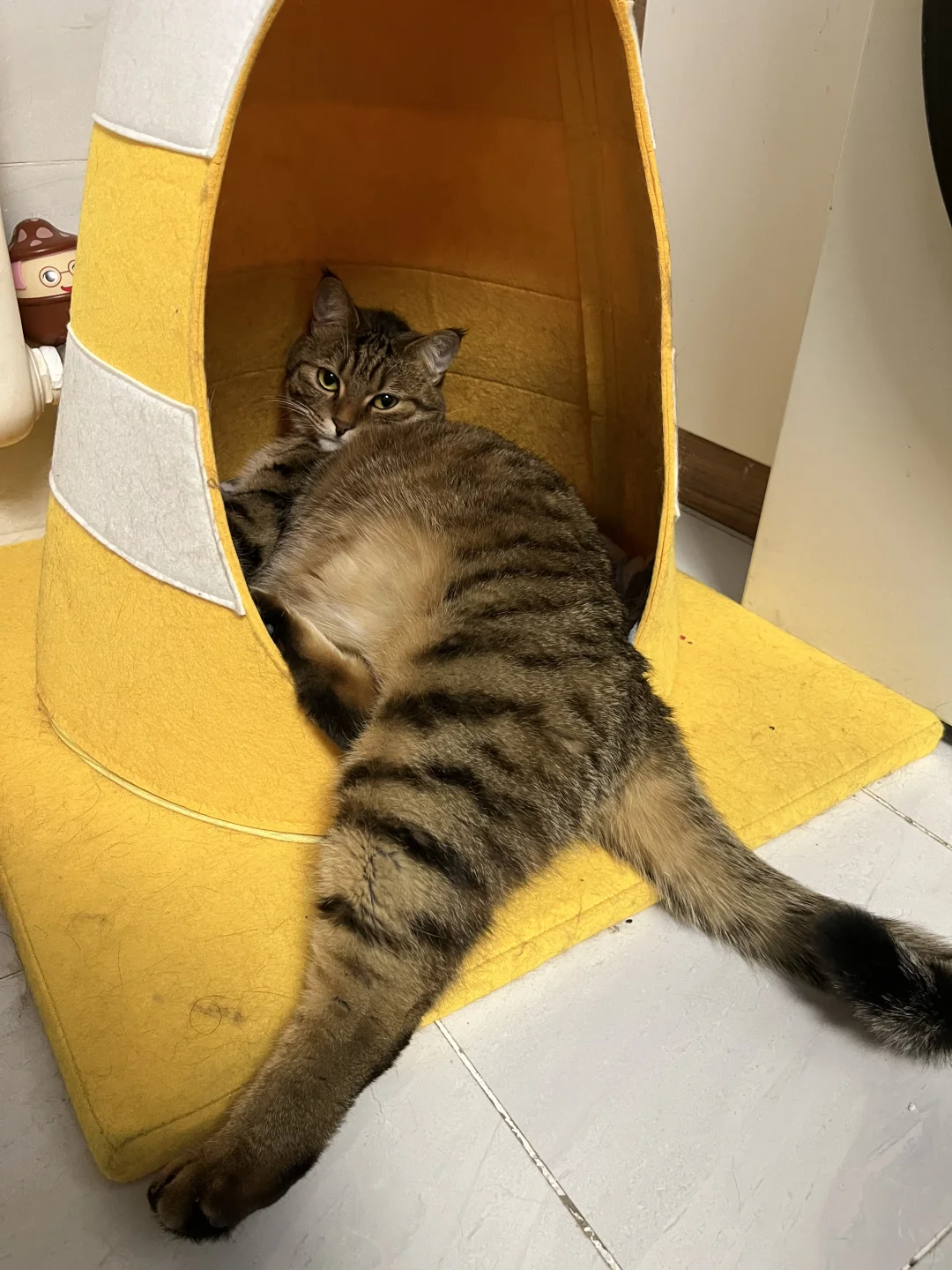 cat tax 你好我是本地猫 不交猫税