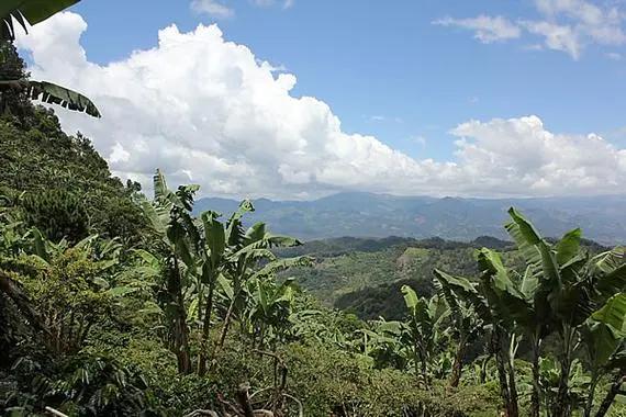 卡杜艾咖啡（水洗，日晒，蜜处理）大山里的原生态