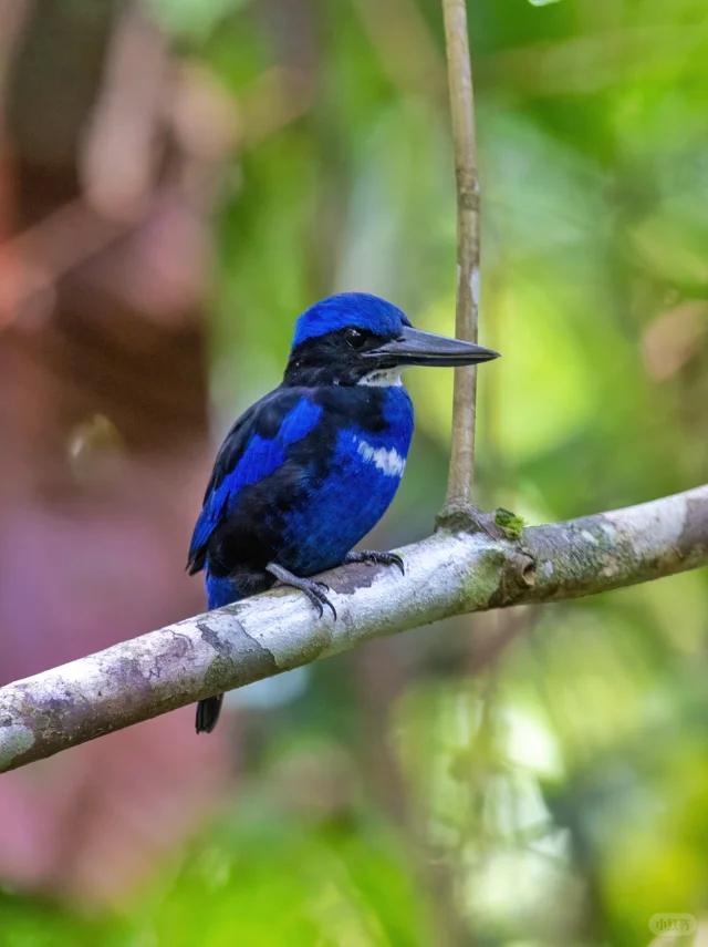 我愿称之为颜色最深邃的翠鸟：蓝黑翡翠