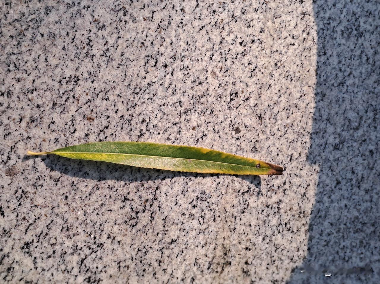 可以分享一张秋景树叶的照片吗一片好长的柳叶。