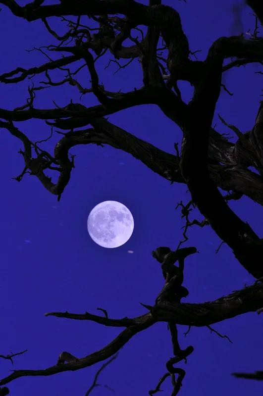 望月
几度西风几度凉，
半帘花影掩愁肠。
一杯别绪无人问，
试问明月可帮忙？