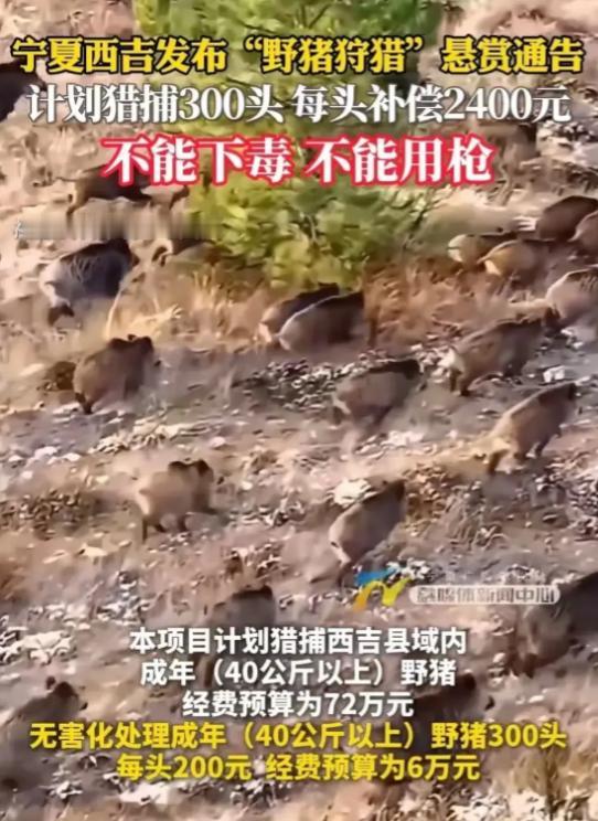 武松来了都摇头！宁夏野猪泛滥，为此有关部门发出通告：允许捕猎300头野猪！前提是