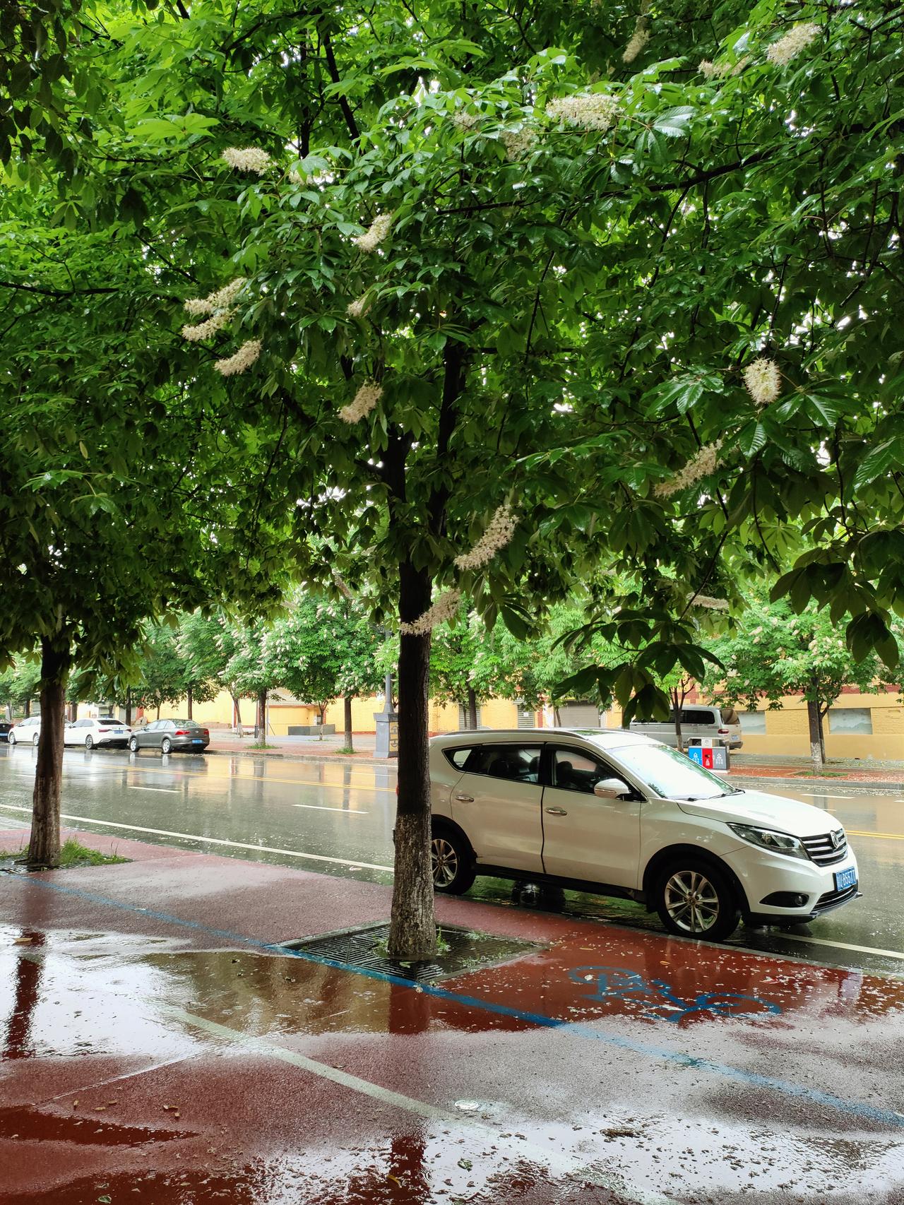 记录我的2026雨后的街道，被绿叶与细碎白花温柔包裹，湿漉漉的路面映着清浅光影，